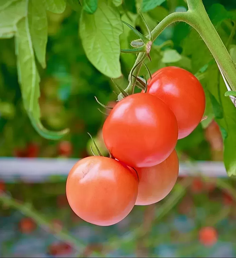 Selected RegEnergy Fonden