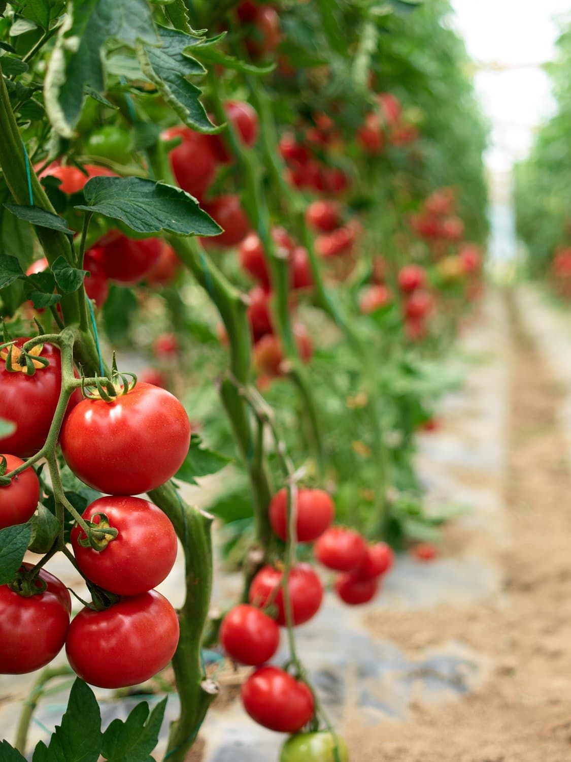 Den svenske supermarkedskæde ICA vil sælge tomater fra drivhus